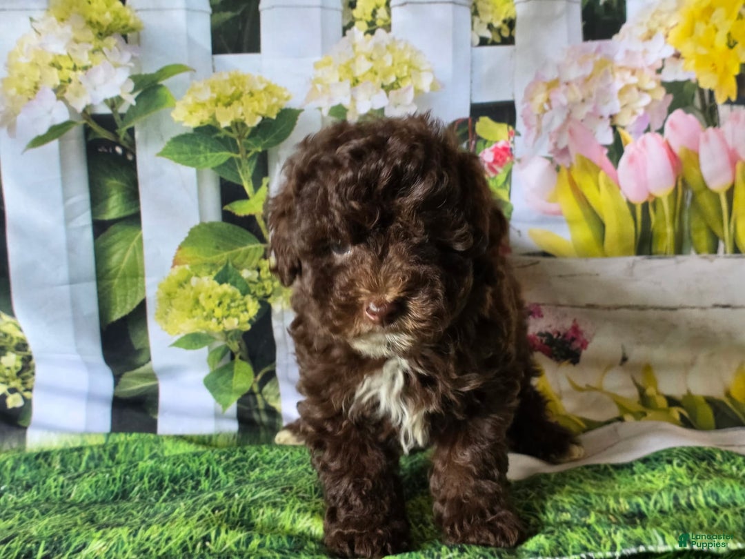 Miniature Poodle dogs for sale: Tulip - Image 2