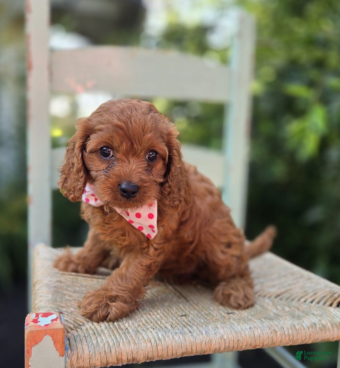 Cavapoo dogs for sale: Ann - Image 6