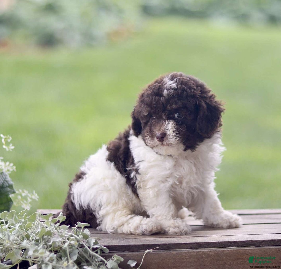 Toy Poodle dogs for sale: Hayes - Image 3