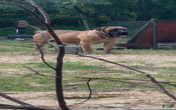 South African Boerboels dogs for sale: Rhino - Image 10
