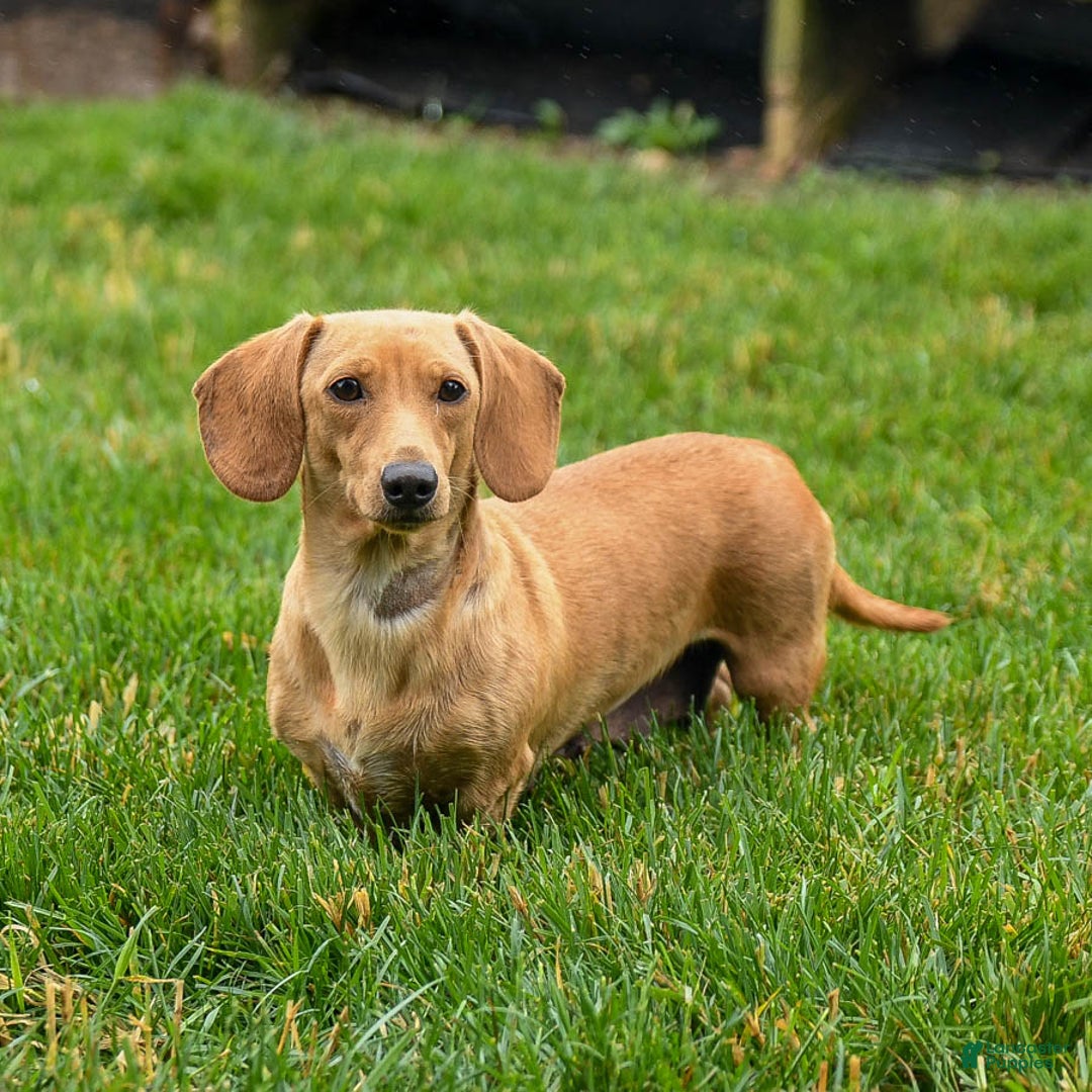 Miniature Dachshund dogs for sale: Axle - Image 6