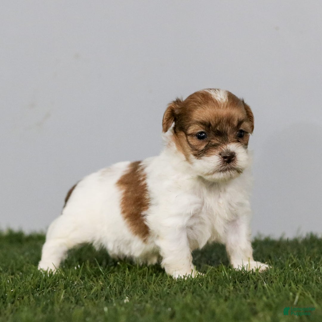 Shihpoo dogs for sale: Amy - Image 26