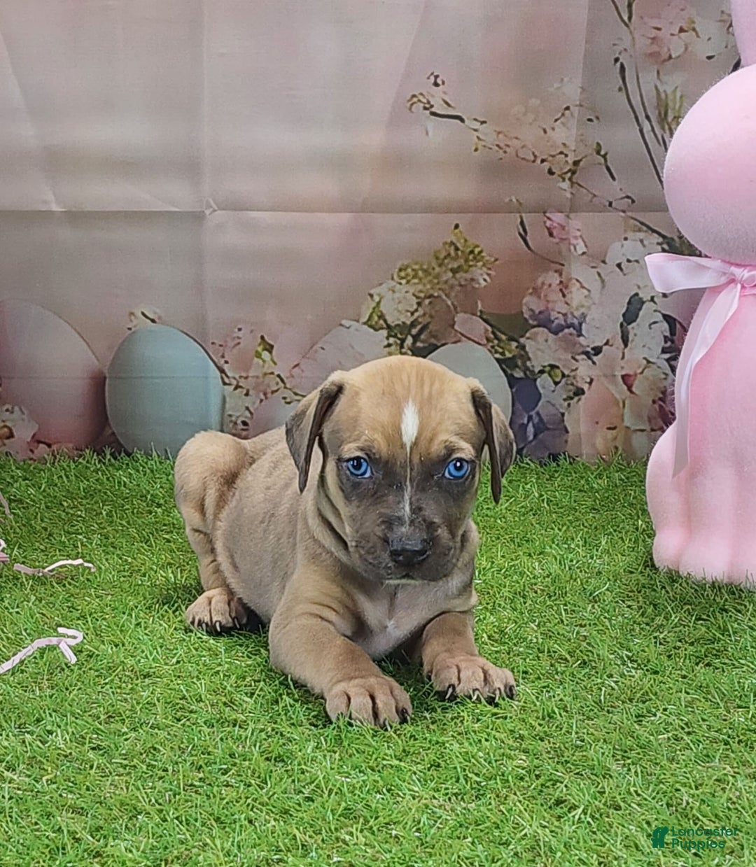 Catahoula Leopard Dog dogs for sale: Goldie 2025 F5 - Image 8