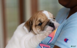 English Bulldog dogs for sale: Stella - Image 2