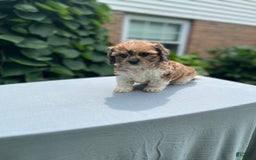 Cavapoo dogs for sale: Diego - Image 10