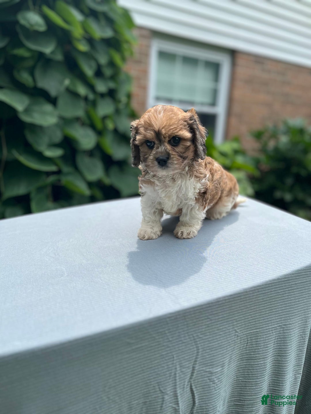 Cavapoo dogs for sale: Diego - Image 10