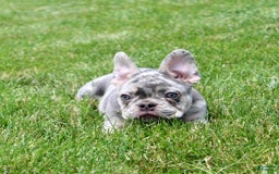 French Bulldog dogs for sale: Parker - Image 8