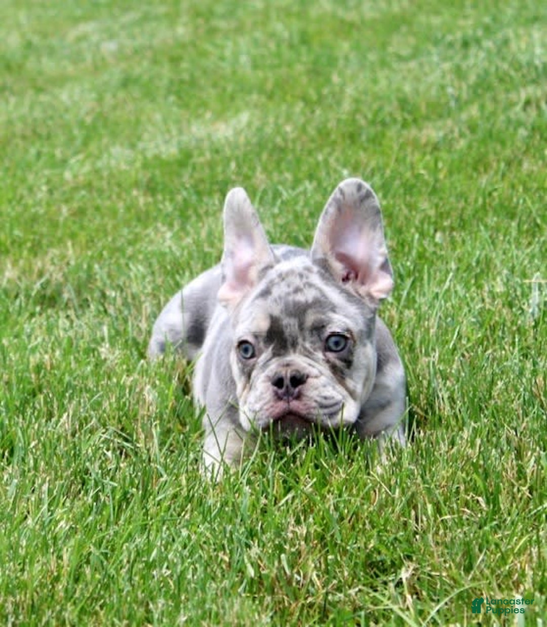 French Bulldog dogs for sale: Parker - Image 8