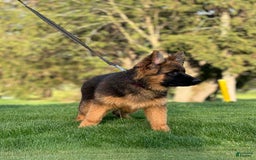German Shepherd dogs for sale: Purple - Image 3