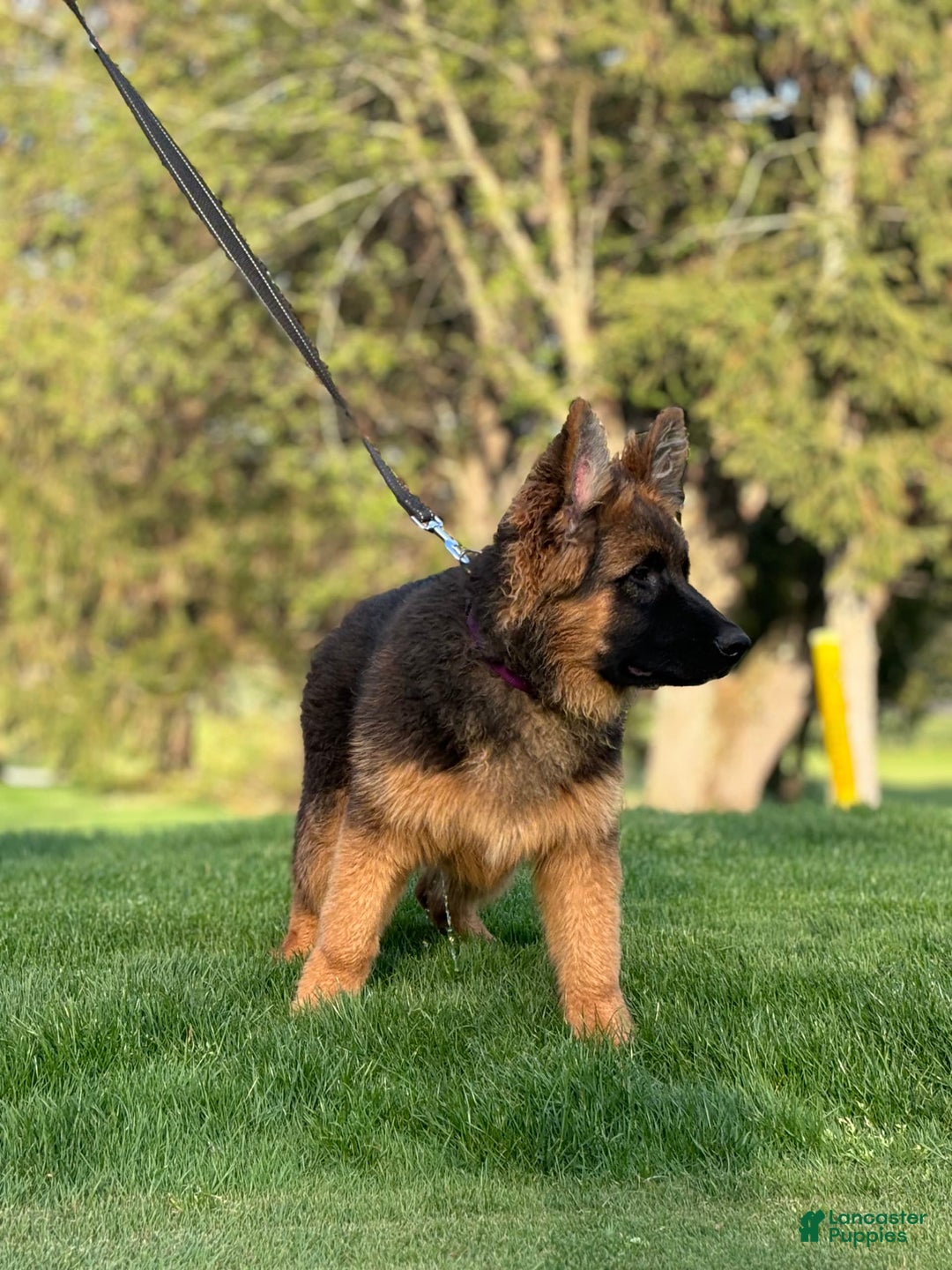 German Shepherd dogs for sale: Purple - Image 3