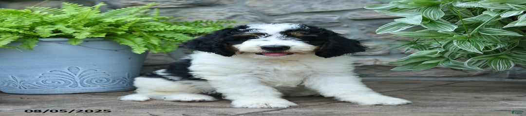 Jasper