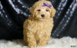 Miniature Poodle dogs for sale: Paris - Image 3