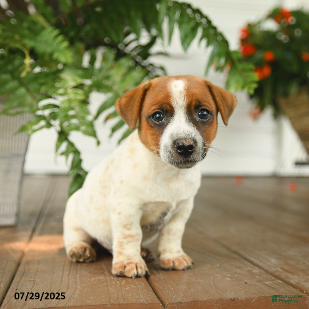 Jack Russell Terrier dogs for sale: Jack Russell Terrier 4 puppies - Image 9