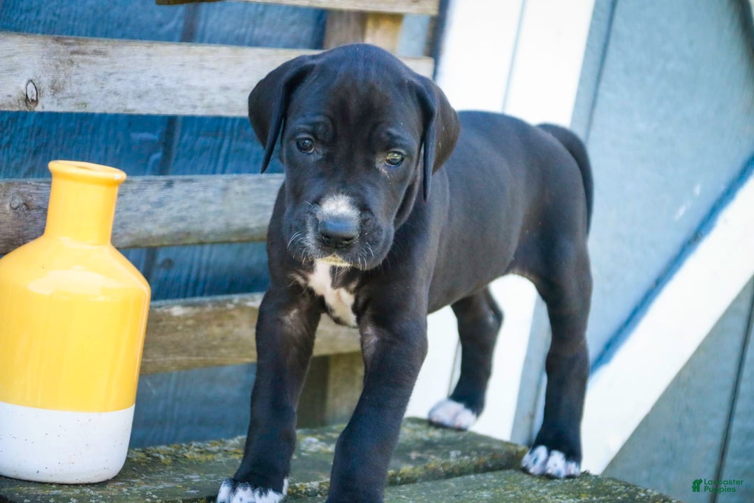 Great Dane dogs for sale: Athena - Image 4