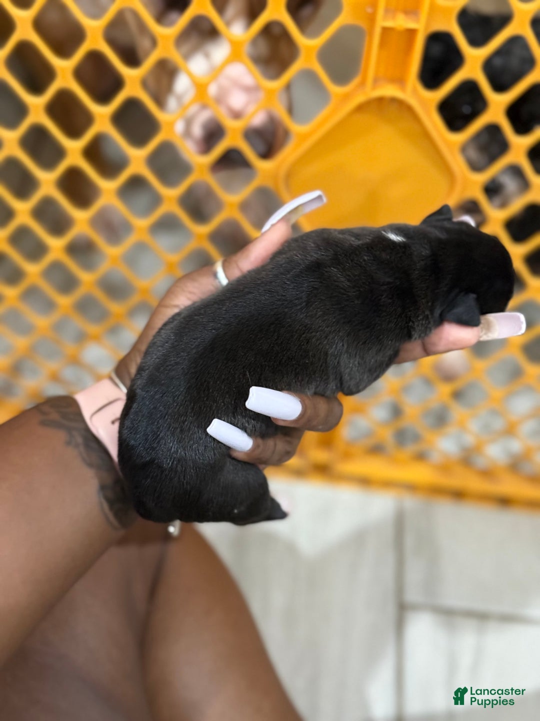 American Bully dogs for sale: Stripe - Image 1