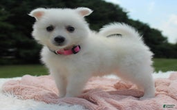 American Eskimo dogs for sale: Pompom - Image 1