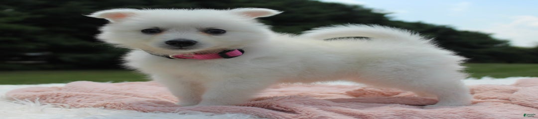 Pompom