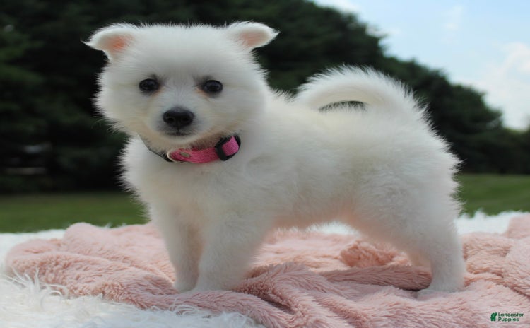 American Eskimo dogs for sale - Ad 1