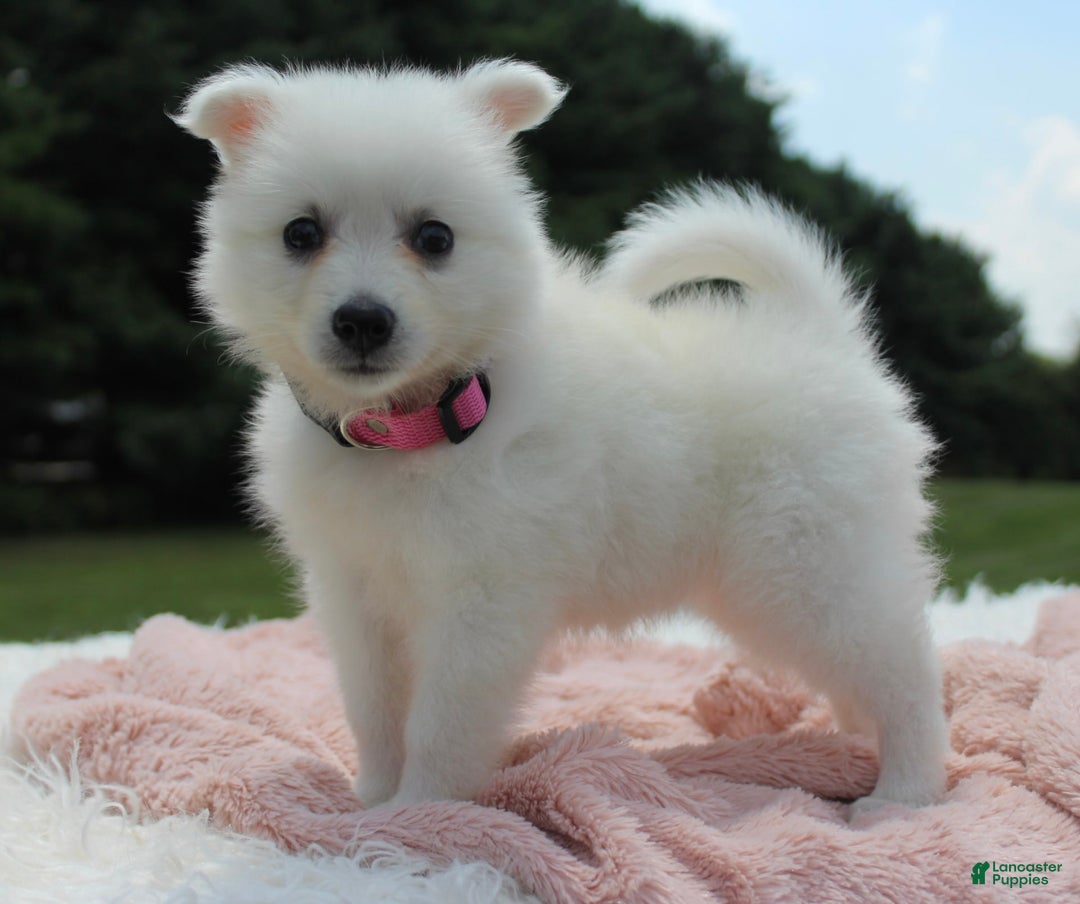 American Eskimo dogs for sale: Pompom - Image 1