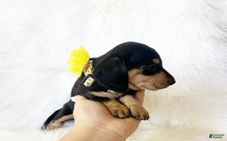 Miniature Dachshund dogs for sale: Akc Sadie - Image 5