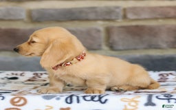 Miniature Dachshund dogs for sale: Tanner - Image 4