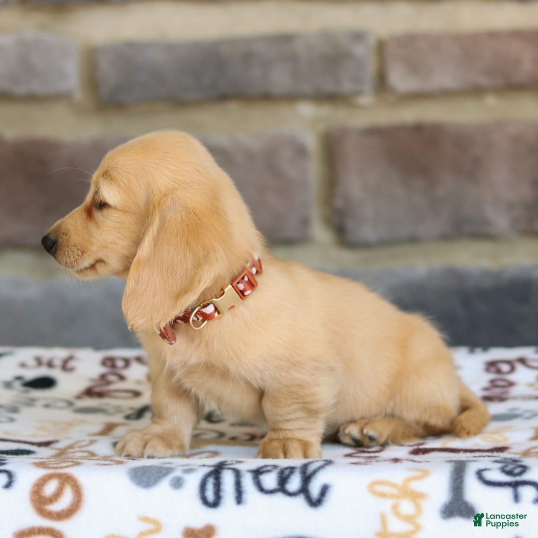 Miniature Dachshund dogs for sale: Tanner - Image 4