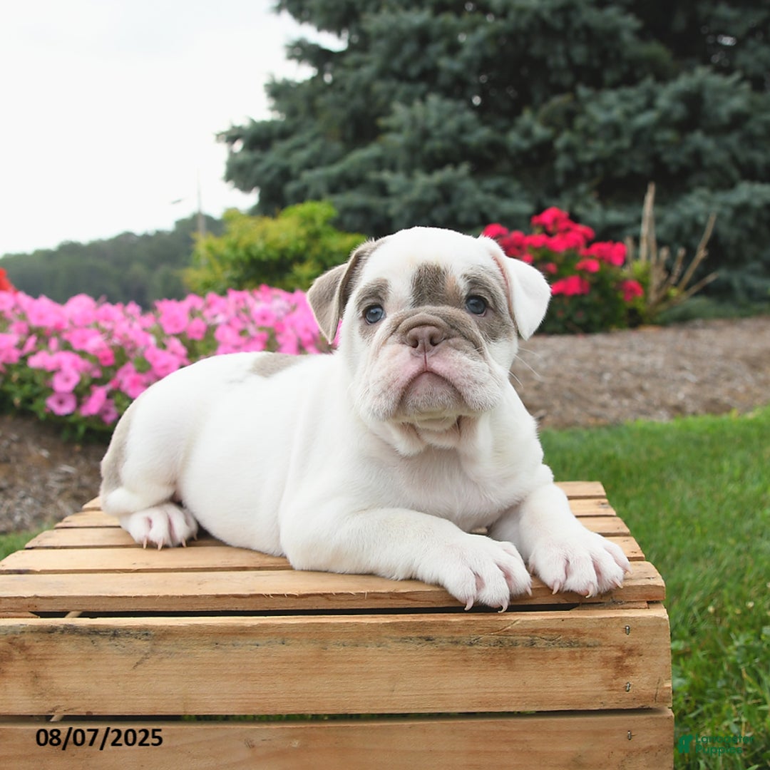 English Bulldog dogs for sale: English Bulldog 4 puppies - Image 13