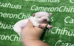 Chihuahua dogs for sale: Chihuahua 4 puppies - Image 19