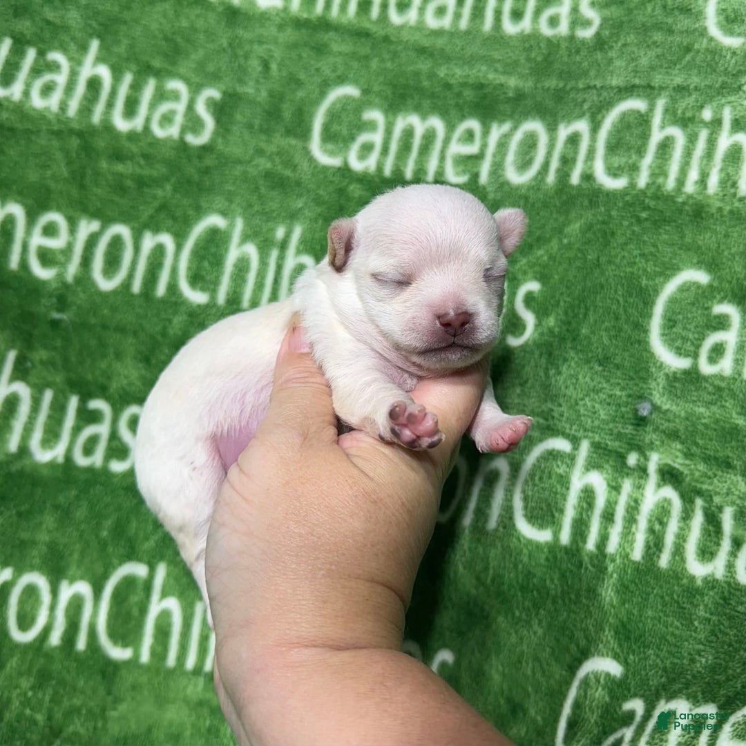 Chihuahua dogs for sale: Chihuahua 4 puppies - Image 19
