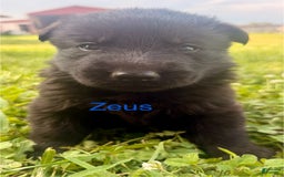 German Shepherd dogs for sale: Zeus - Image 1