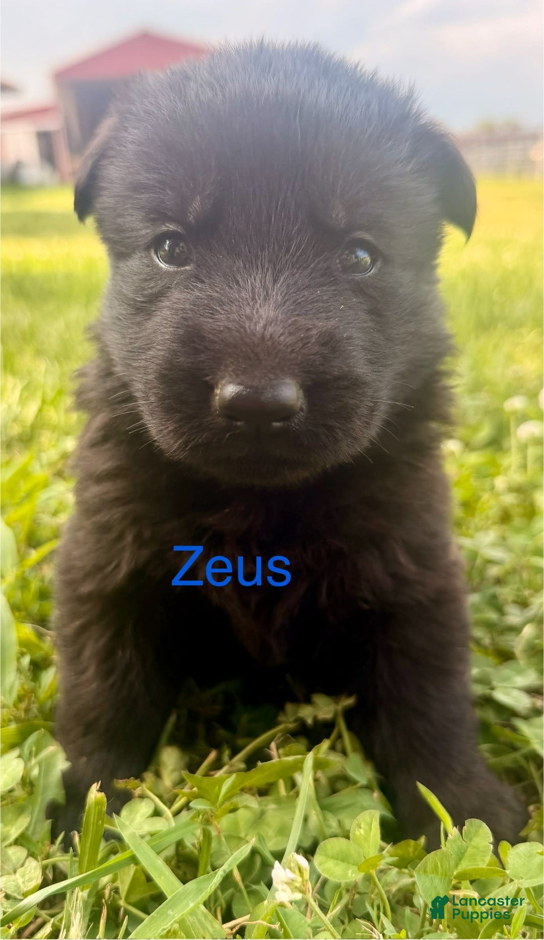 German Shepherd dogs for sale: Zeus - Image 1