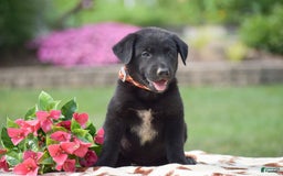 German Shepherd dogs for sale: Abby - Image 4