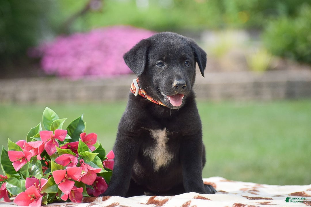 German Shepherd dogs for sale: Abby - Image 4