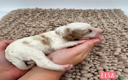 Mini Goldendoodle dogs for sale: Petite Elsa - Image 19