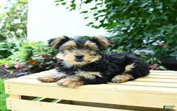 Yorkshire Terrier dogs for sale: Barkley - Image 13