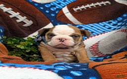 Olde English Bulldogge dogs for sale: Harper - Image 5