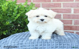 Maltese dogs for sale: Snickers - Image 5