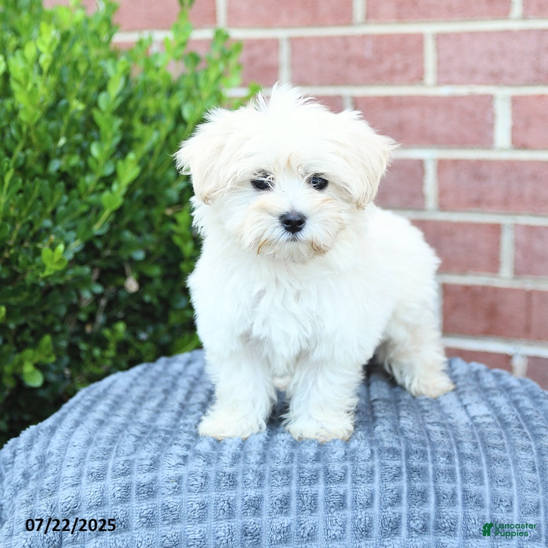 Maltese dogs for sale: Snickers - Image 5