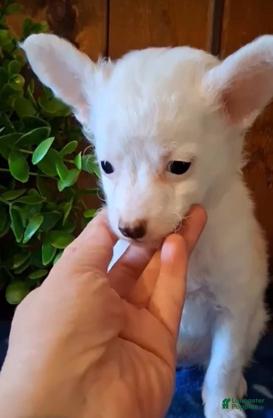 Chinese Crested dogs for sale: Teddy - Image 7