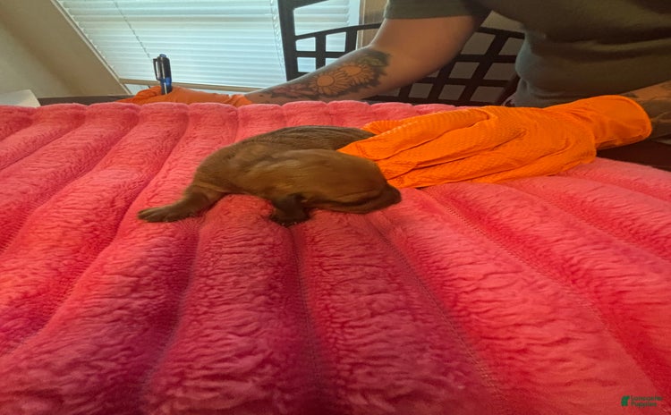 Dachshund dogs for sale - Ad 2