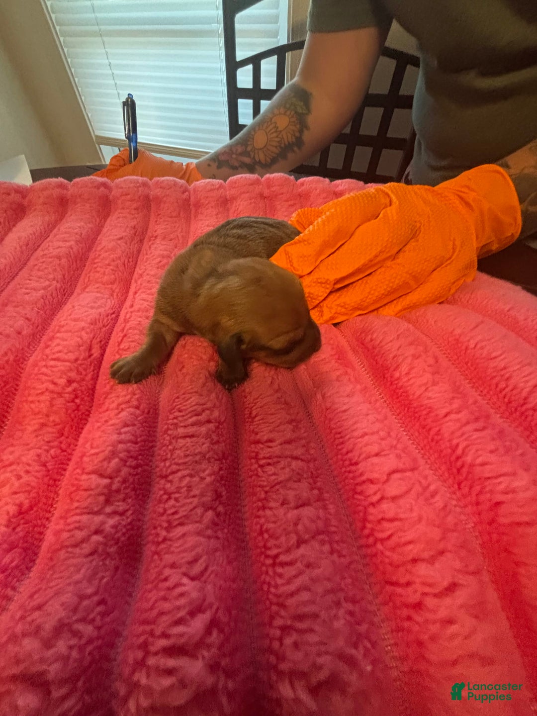 Dachshund dogs for sale: Brooks - Image 1