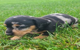 Miniature Dachshund dogs for sale: Debbie - Image 1