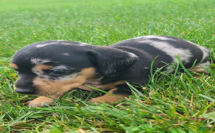 Miniature Dachshund dogs for sale - Ad 3