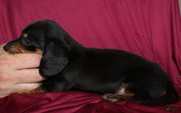 Miniature Dachshund dogs for sale: Lyla Male - Image 8