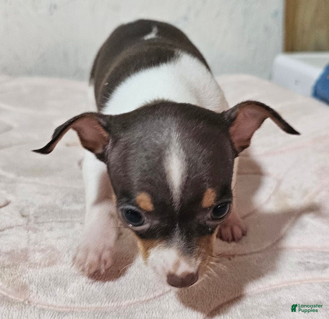 Chihuahua dogs for sale: Spunky - Image 6