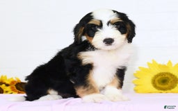 Mini Bernedoodle dogs for sale: Poppy - Image 3