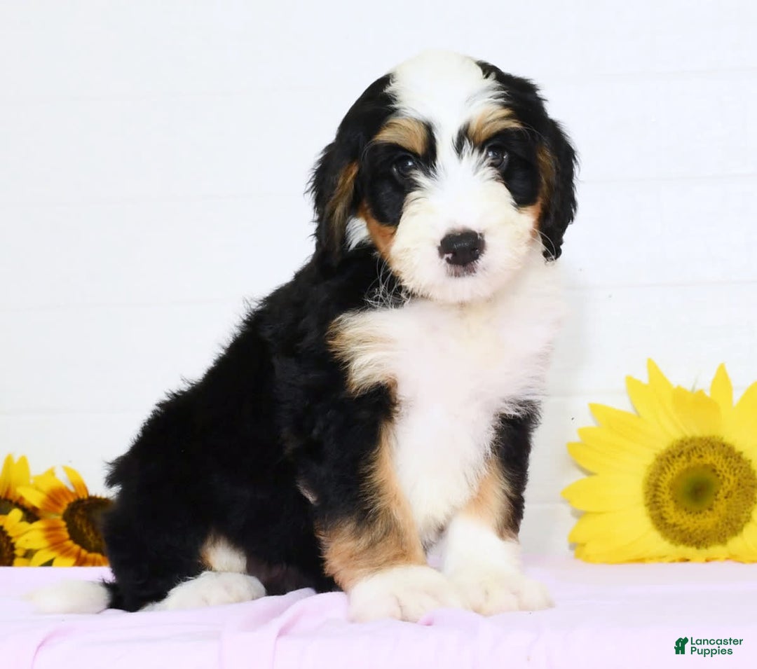 Mini Bernedoodle dogs for sale: Poppy - Image 3