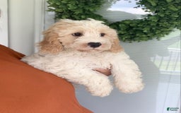 Cavachon dogs for sale: Charlie - Image 7