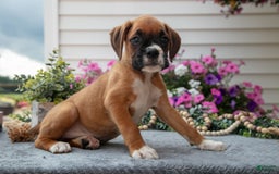 Boxer dogs for sale: Sunny - Image 5