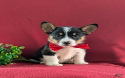 Welsh Corgi Pembroke dogs for sale: Kendrik - Image 6